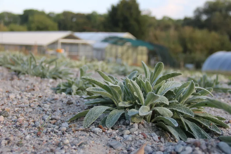 Bergtee - Natürlicher Kräutertee aus Leipzig