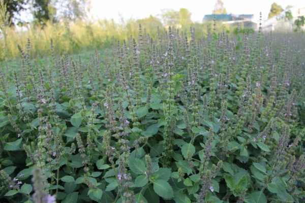 Tulsi - Natürlicher Kräutertee aus Leipzig