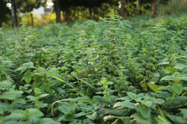 Zitronenmelisse - Natürlicher Kräutertee aus Leipzig